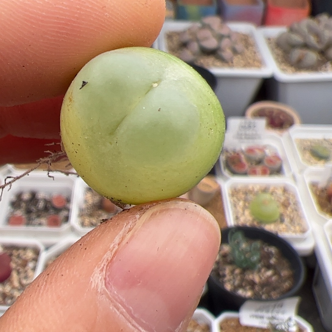 0718号 拉登多肉植物