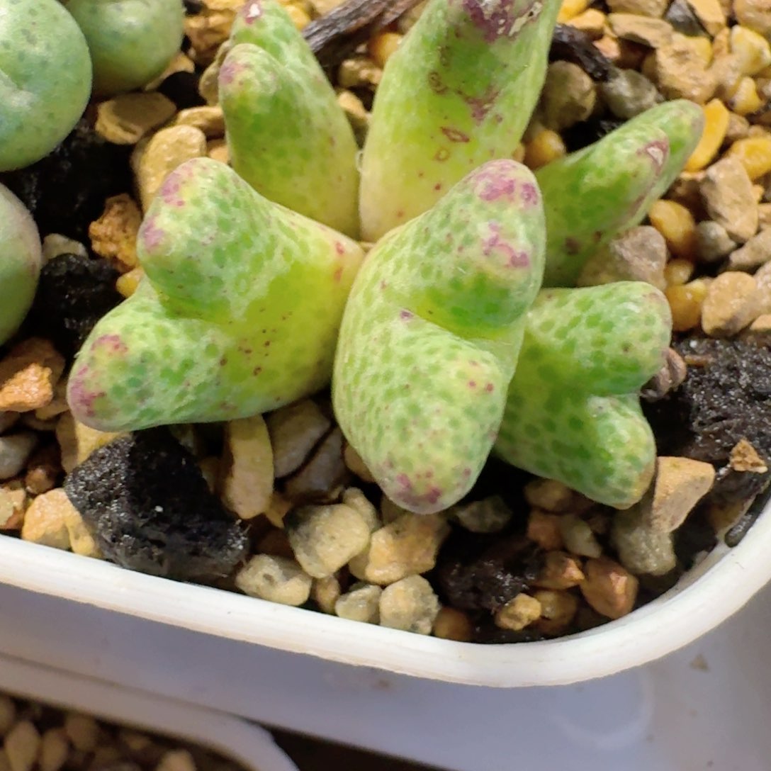 脱土发货..............