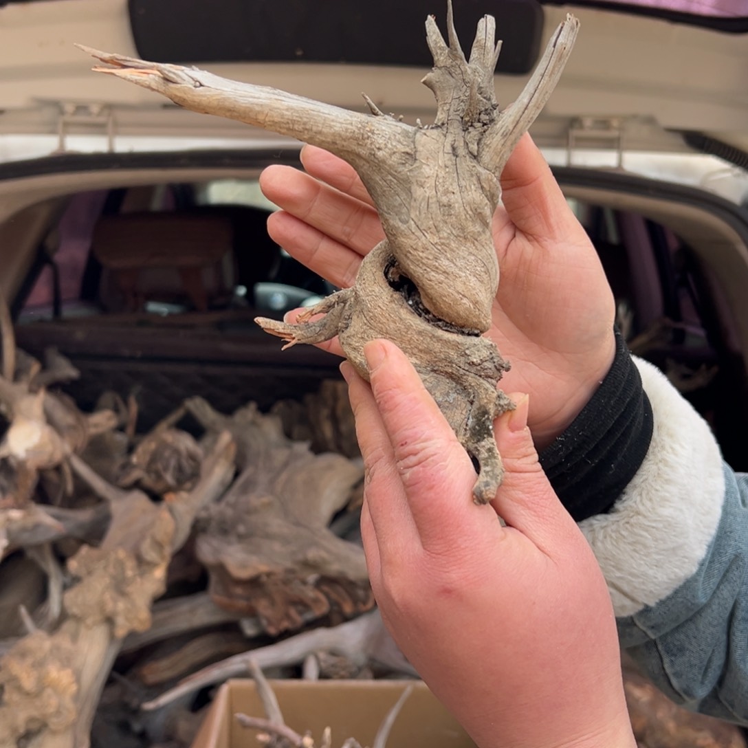 柏木（崖柏）咚*拉