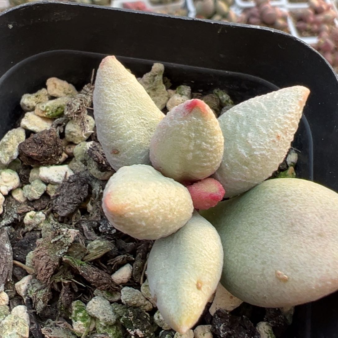 白糖豆小桩多肉植物水泡