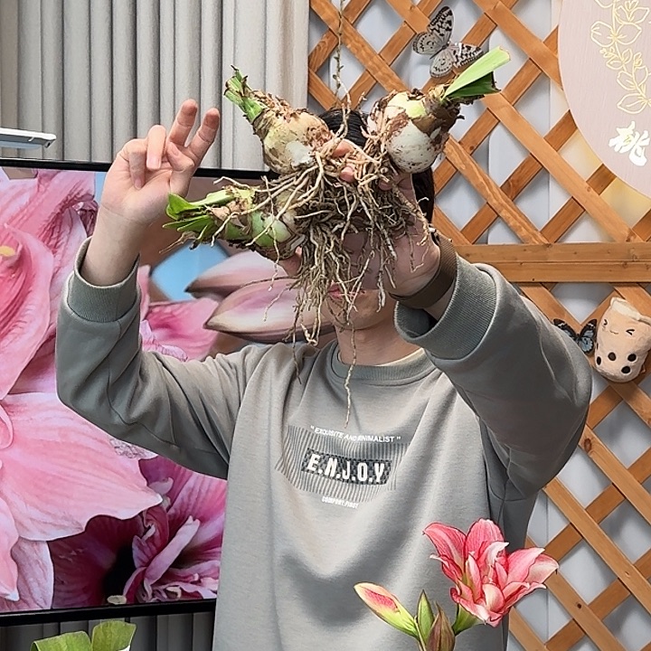 甜蜜妮芙3颗丑球 带花剑 不带侧裂球丑球 不包养护开花包对版