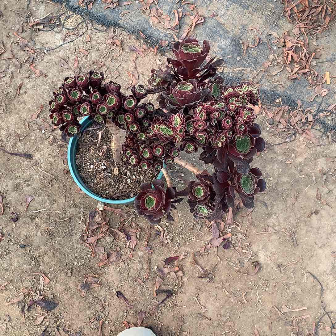 多肉多肉多肉多肉是000