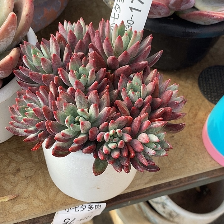 小七夕多肉相思豆17