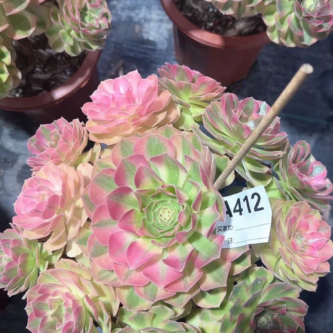 雨荷多肉法师a412