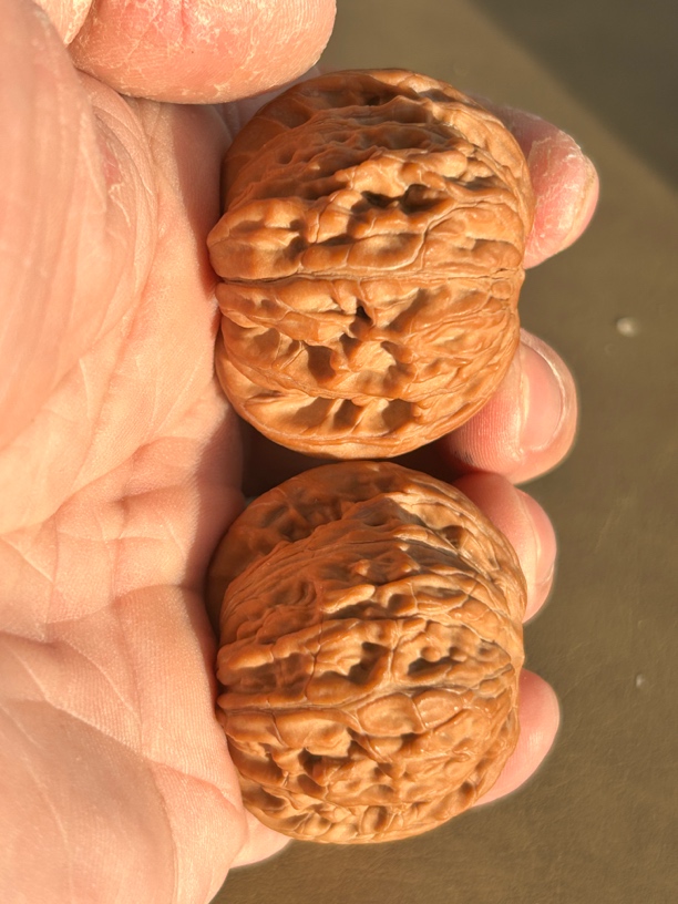 文玩核桃，全品红皮山地磨，对歪，边42肚39高34