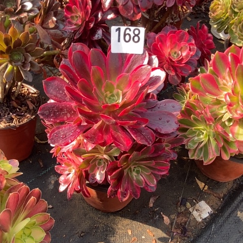 美杜莎多肉植物法师不包损