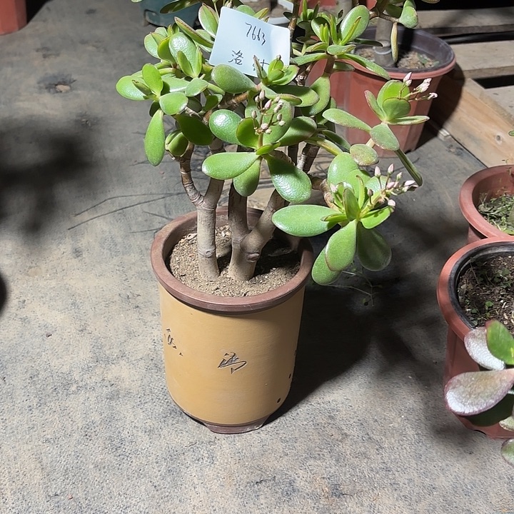 洛***当前无花栽培后可以开花韩国紫叶45