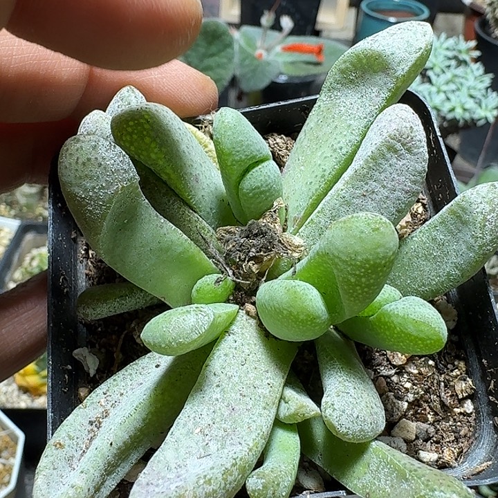 223不知名番杏脱土发货