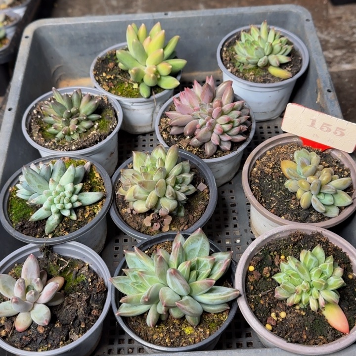 155多肉植物一物一拍