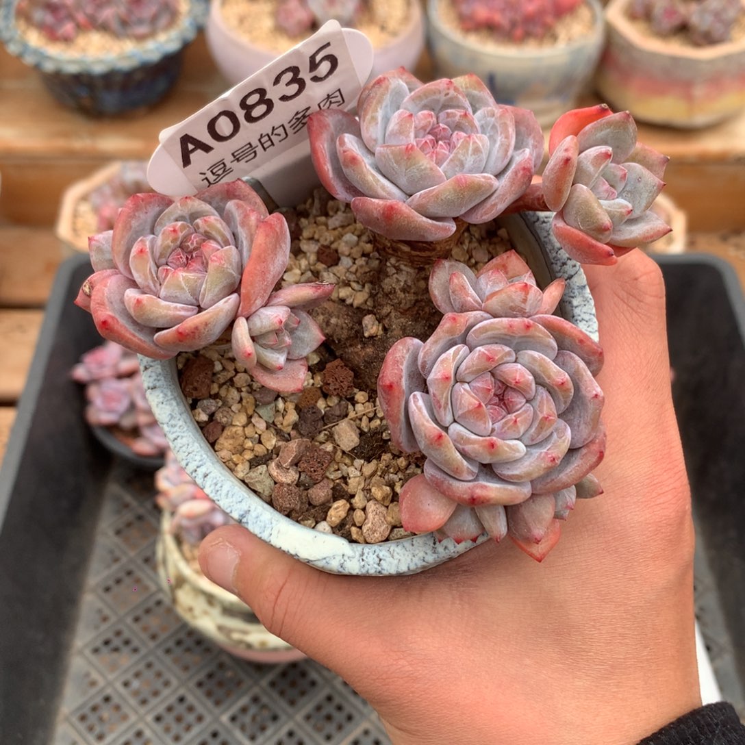 A0835 星影老桩 自然群 10cm