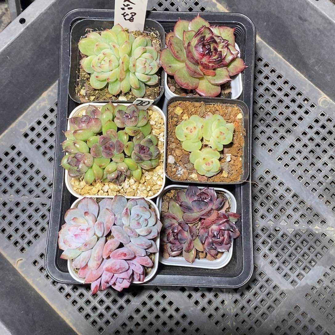 非***品20号一筐6颗多肉植物