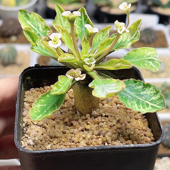 鱼骨大戟一颗一物一拍