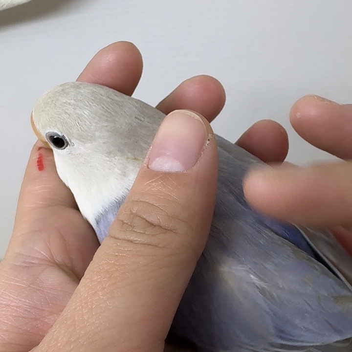 ~***~桃脸牡丹鹦鹉紫薰