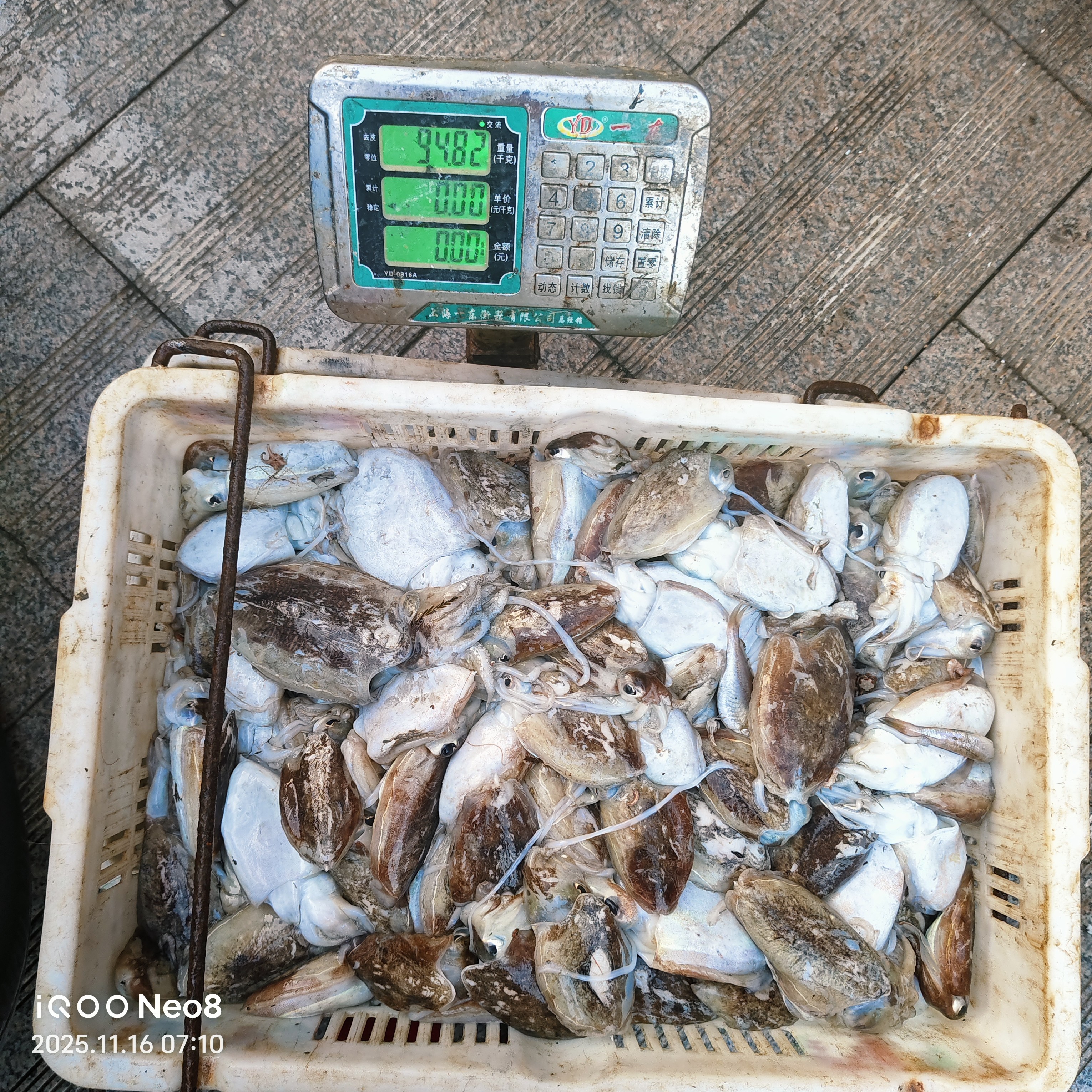 墨鱼 乌贼 目鱼 山东日照发货 顺丰包邮墨鱼仔