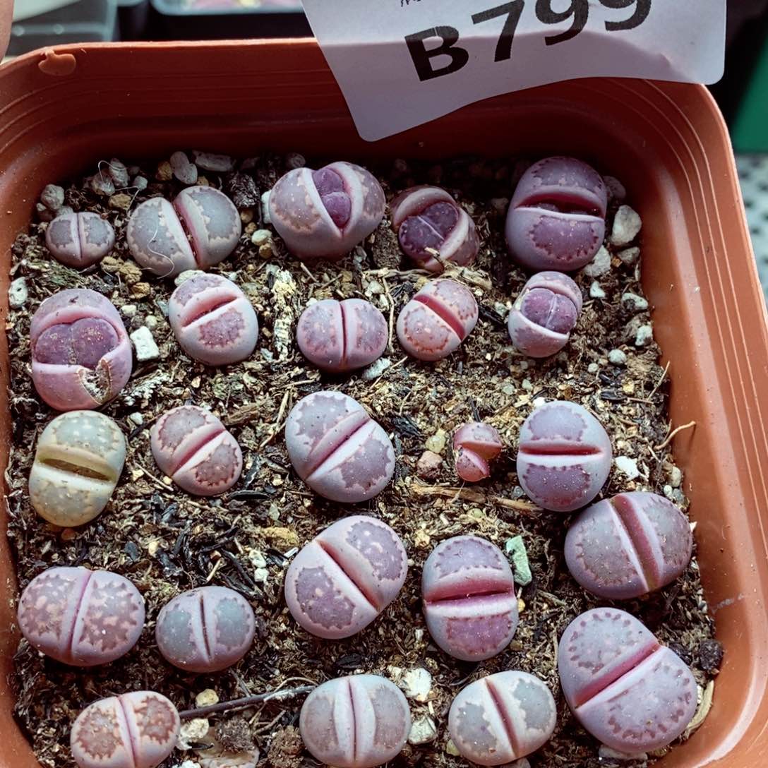 我的小姐姐们都是我的799