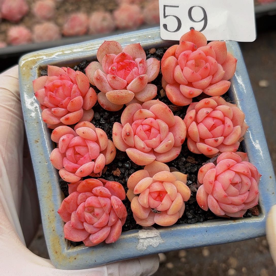 珍**子多肉植物多肉植物59