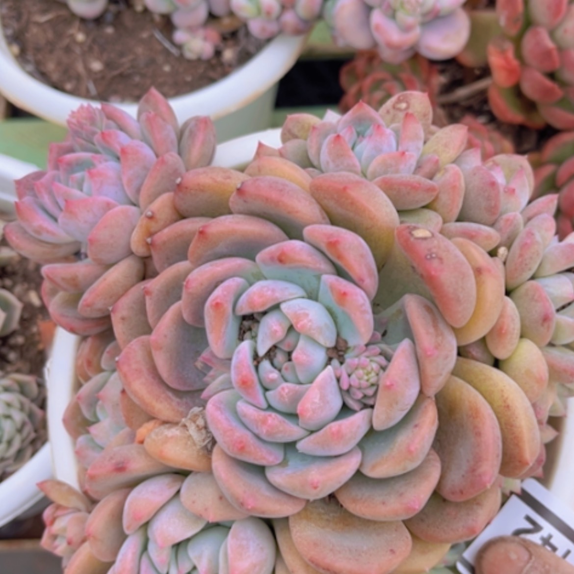 【闪购商品】霜花07142