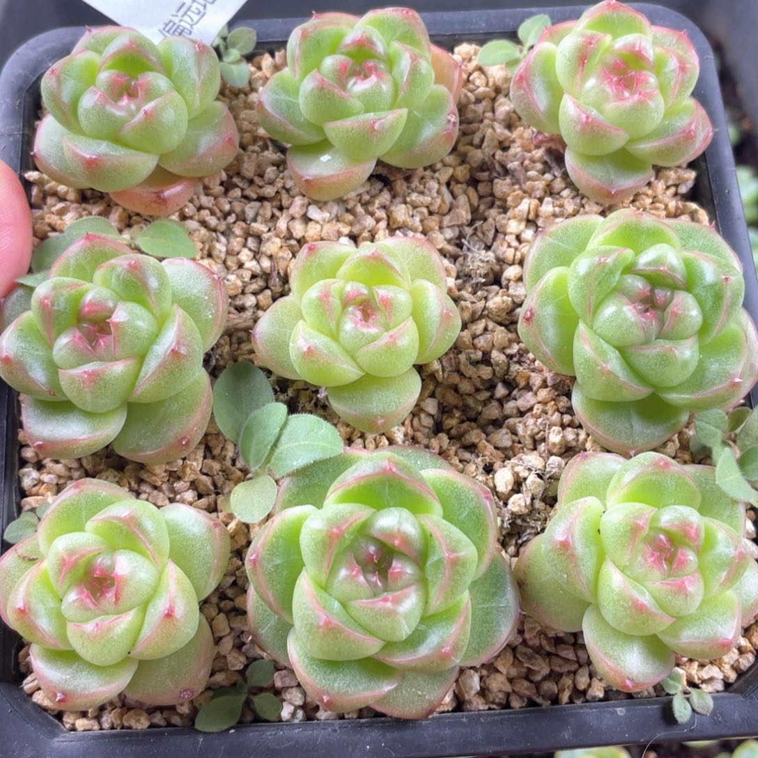 m100珍妮一物一拍092