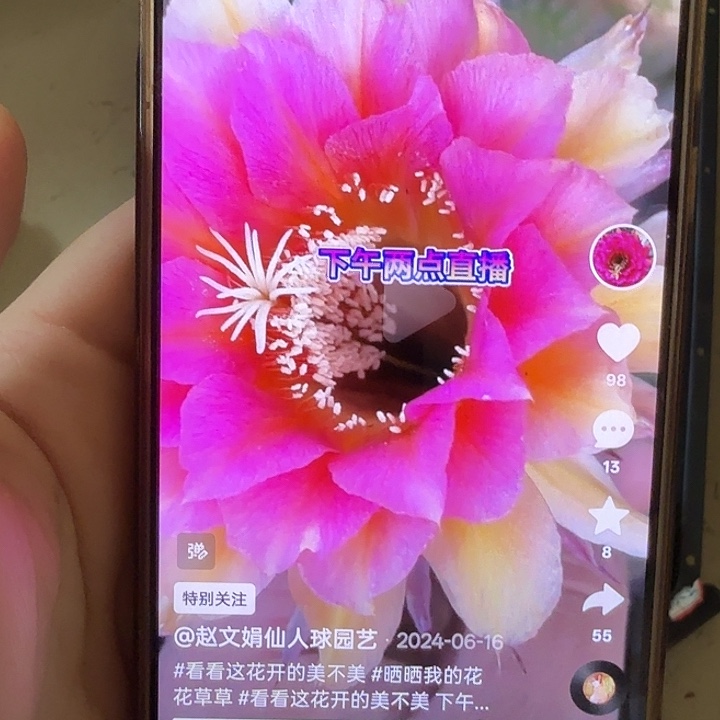 仙人球彩草歪cc252