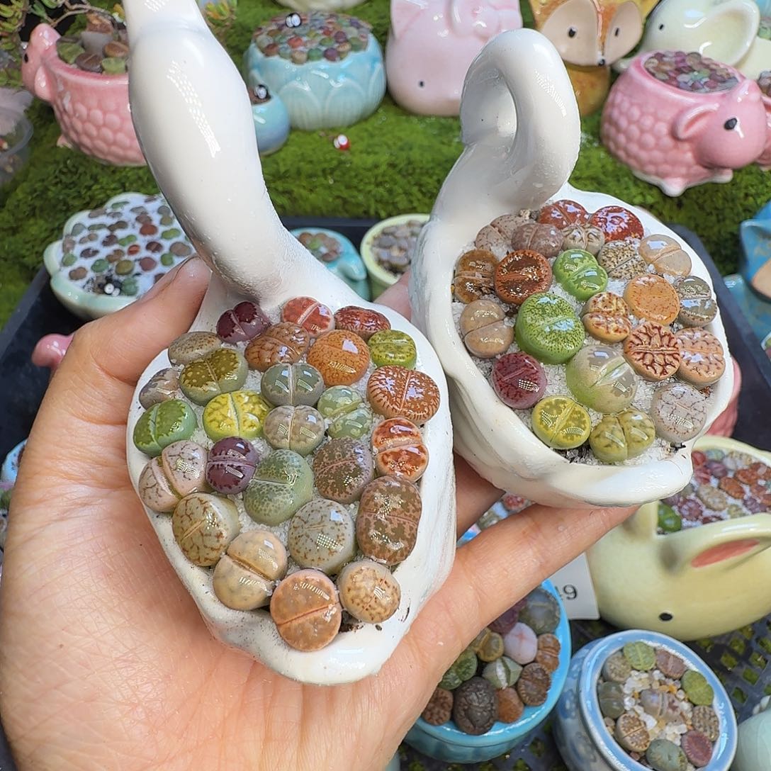 多肉植物开播福利1050