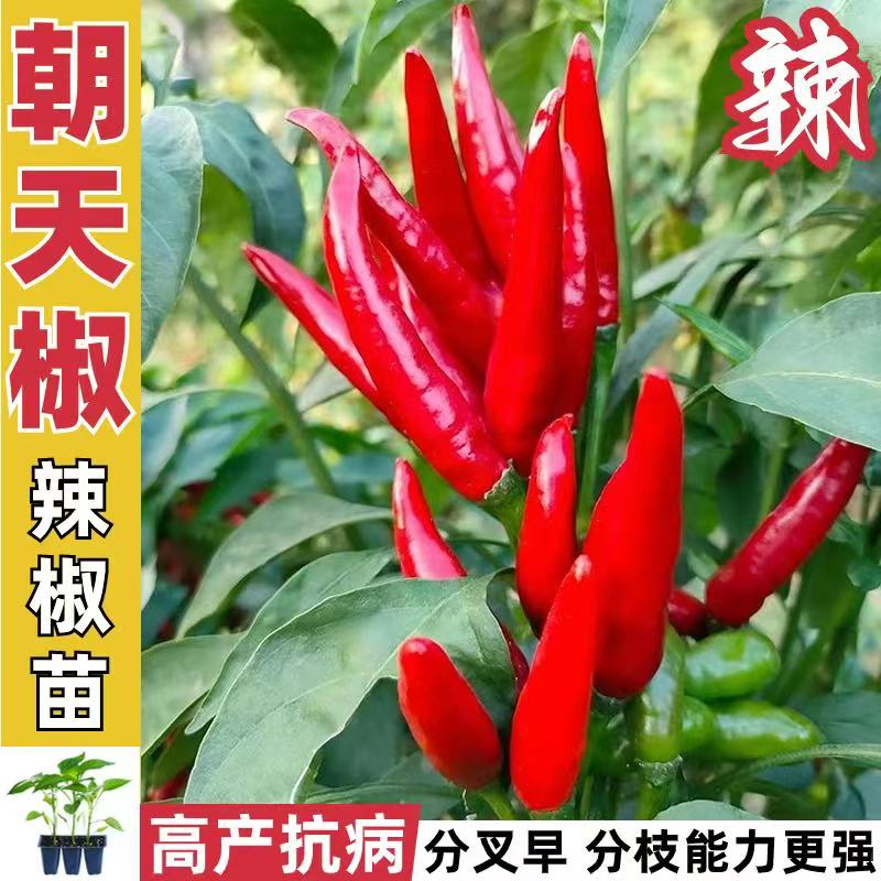 朝天椒带果辣椒苗炒菜蘸料专用原土原盆发货