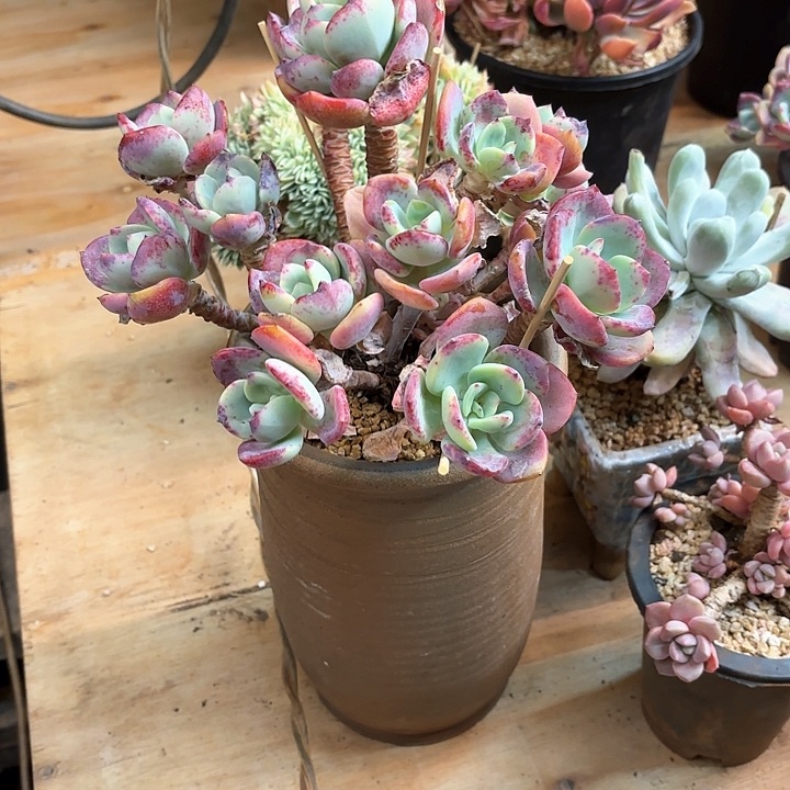 多肉植物，白月光