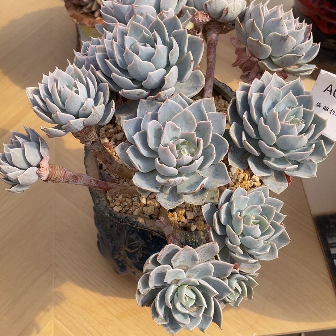 蓝石莲有砍003 多肉多肉多肉