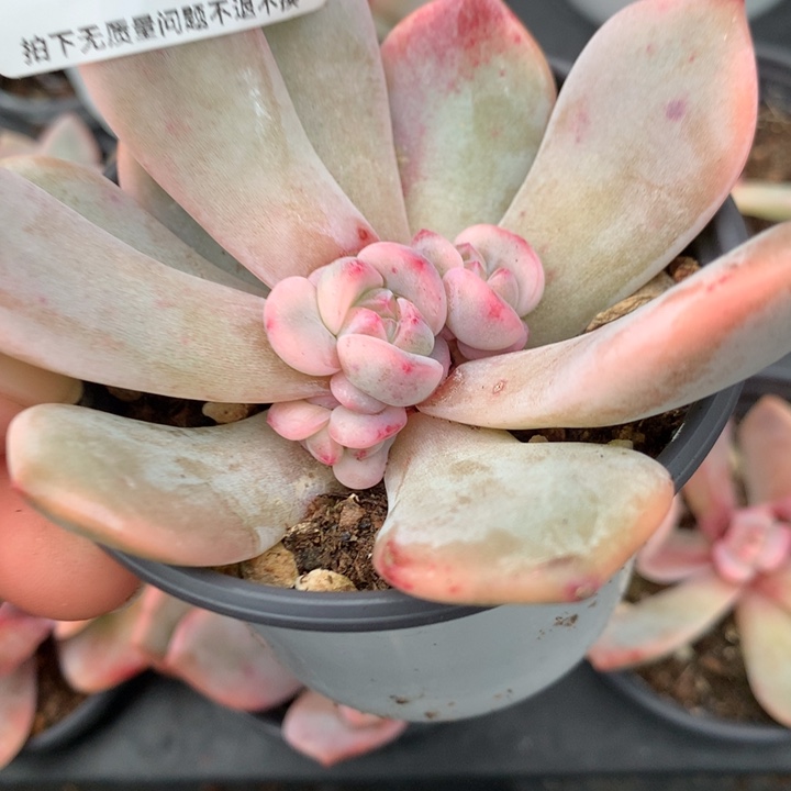 无花朵梦露锦1362