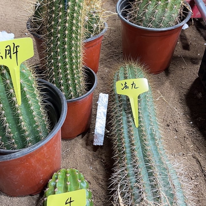 妹妹，六月午，00，杰作法九奥兰智4号