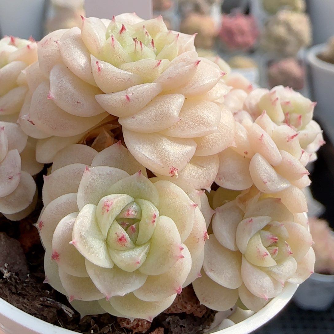 【闪购商品】0201-66（ttp-28-5）