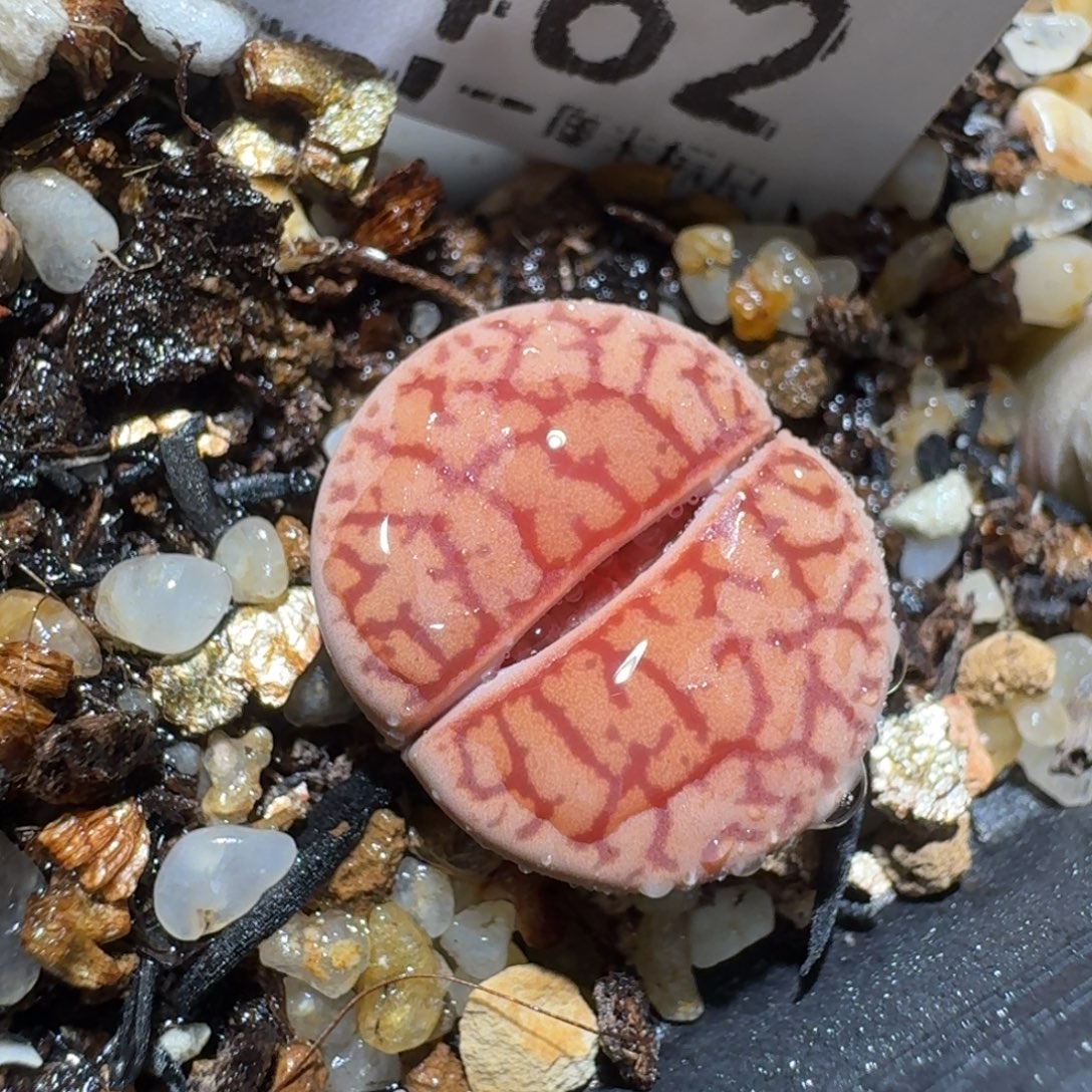 Zzz生石花肉锥1462