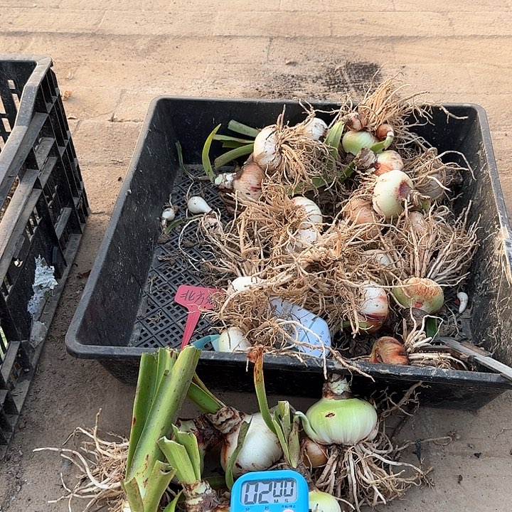 当前无花朵，栽培后可花朵丽*北方