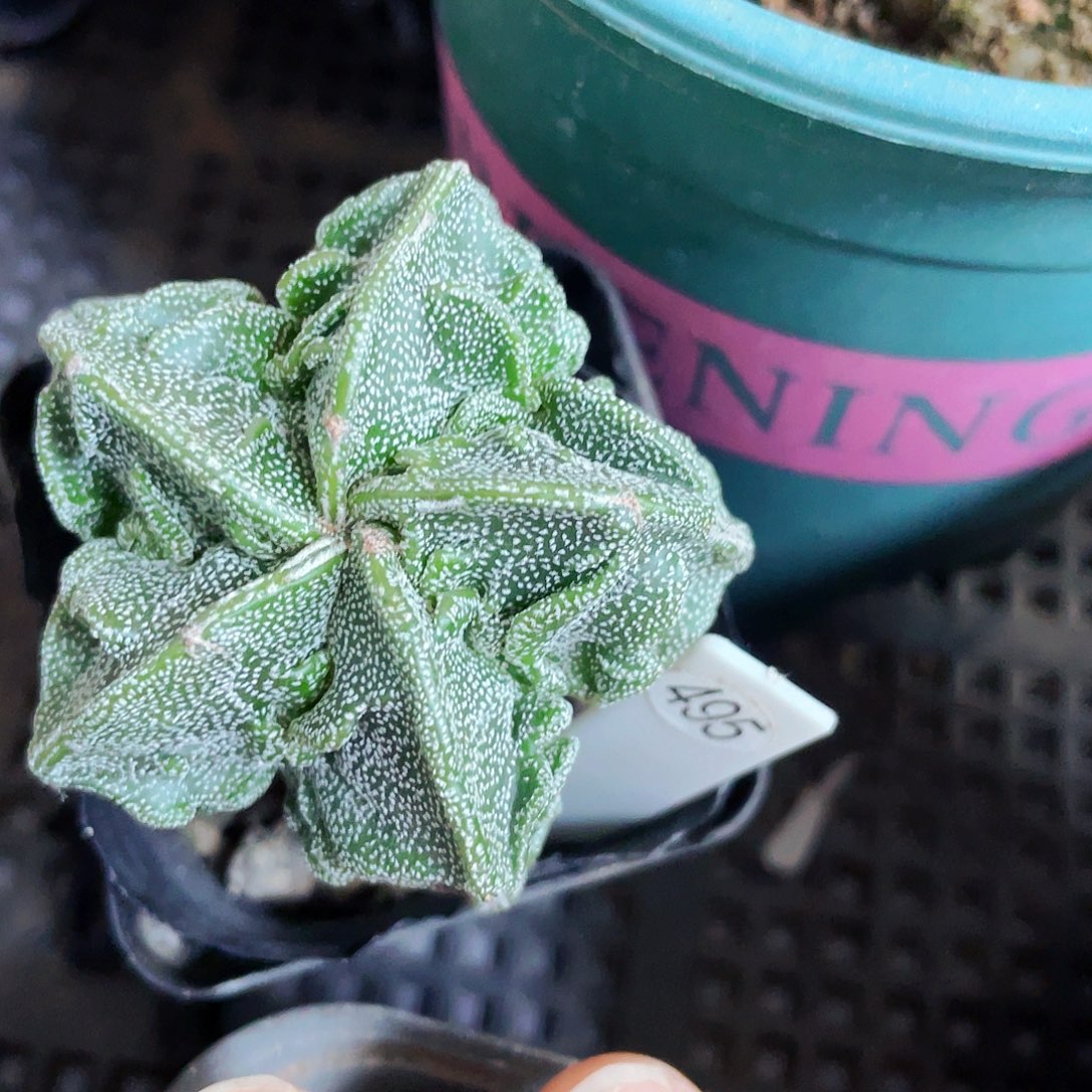 非偏远地区满25包邮仙人球