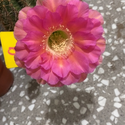 乡***思无花朵9号彩草仙人球实生