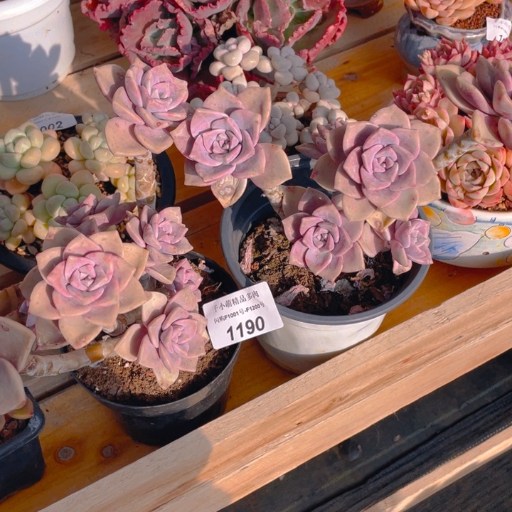 梦*?谢谢你的支持000001190