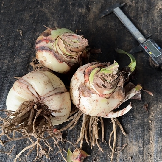 14号杂交开花无售后开盲盒