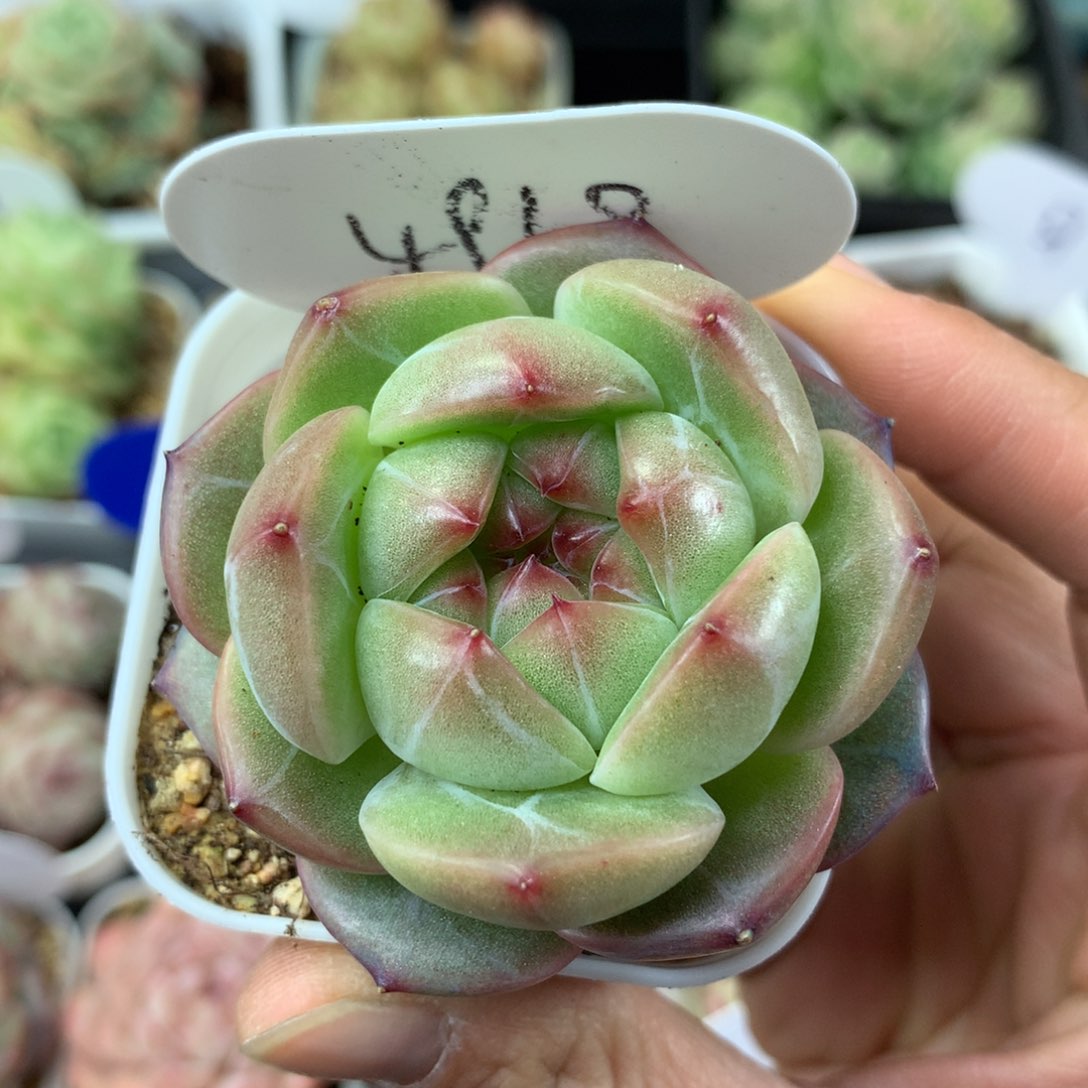 梦之蓝珍妮单头4968