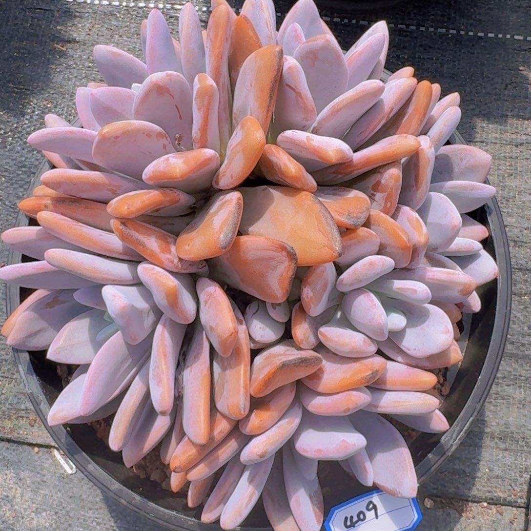 409粉兔凡艺多肉//