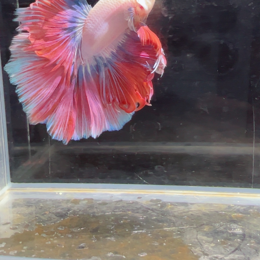 斗鱼浅色特殊尾hhhh