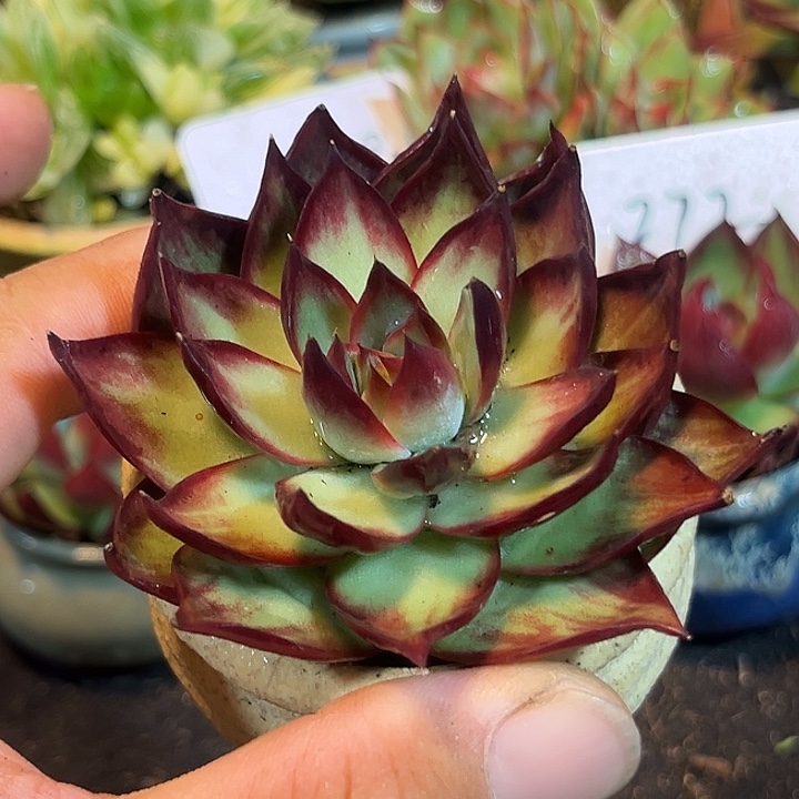 惊鸿一物一拍包装收缩花旱