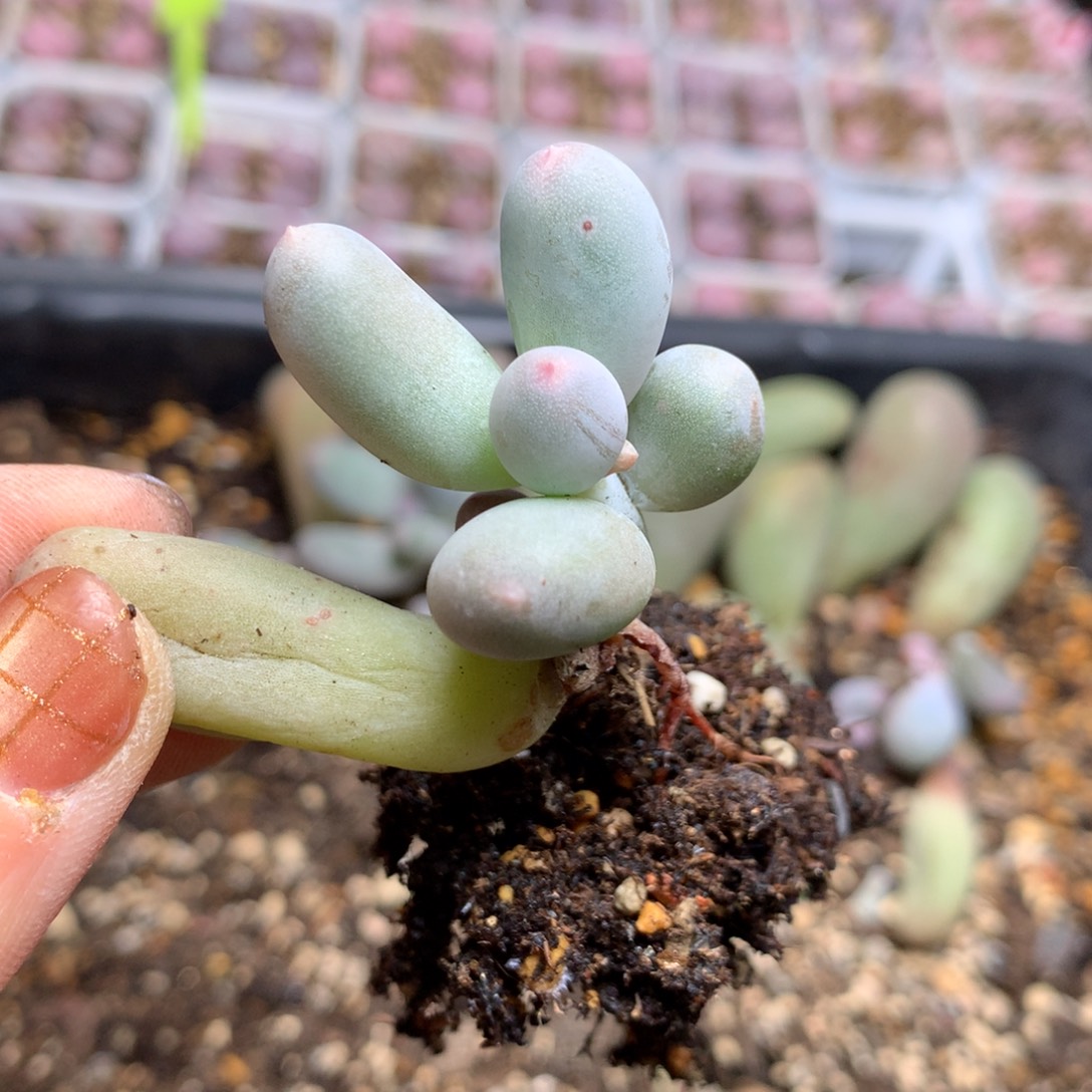 米可奶酪黄米可奶酪