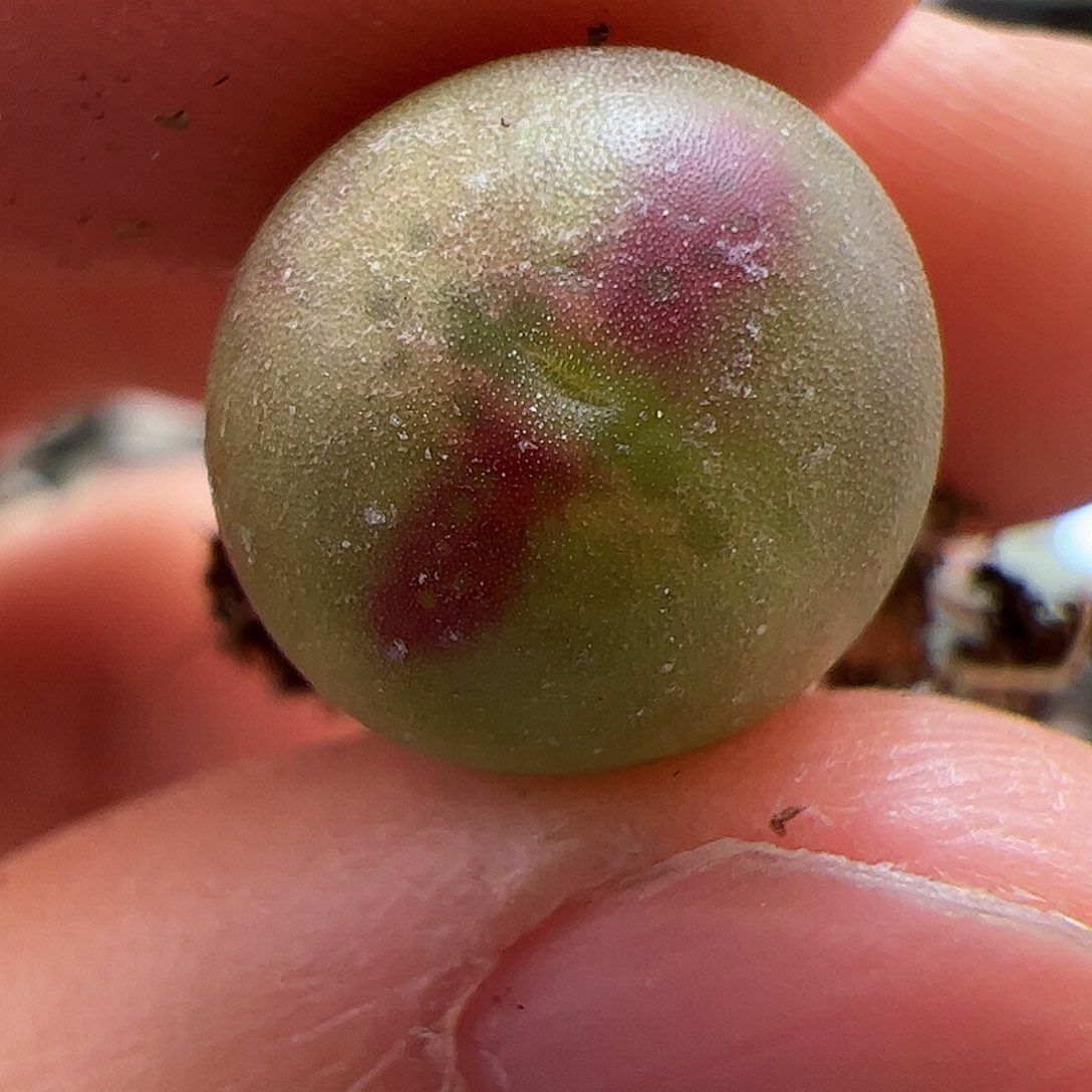 【闪购商品】80 桃割娘杂