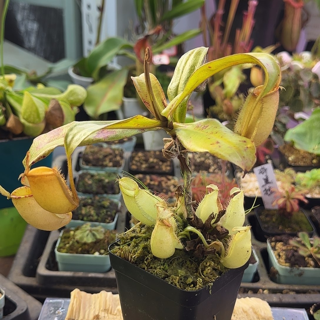 无花朵绿苹果猪笼