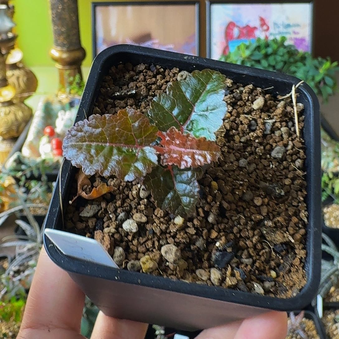 实生娜娜乳香带盆土顺丰空运包邮