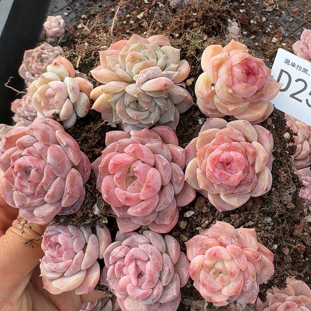 杂交新品珍妮多肉258