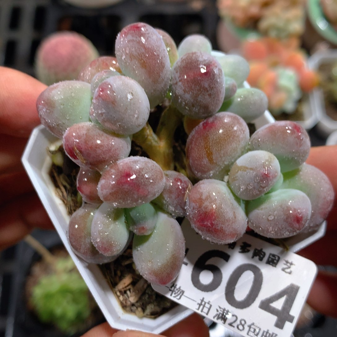 5CM拇指盆精控多肉ZL604