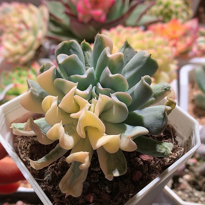 特玉莲锦锦锦锦锦锦