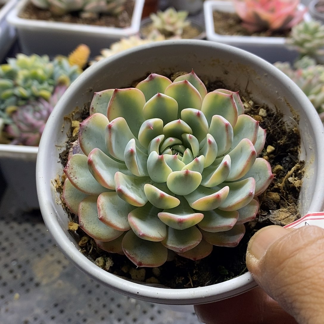 14193 姬莲锦多肉