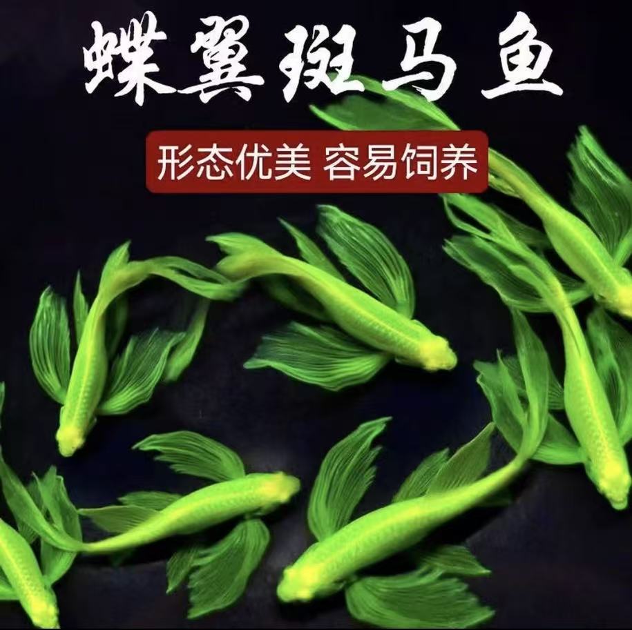 【渔场直销】精品蝶翼斑马鱼长尾长鳍热带淡水鱼观赏鱼好养活热带鱼