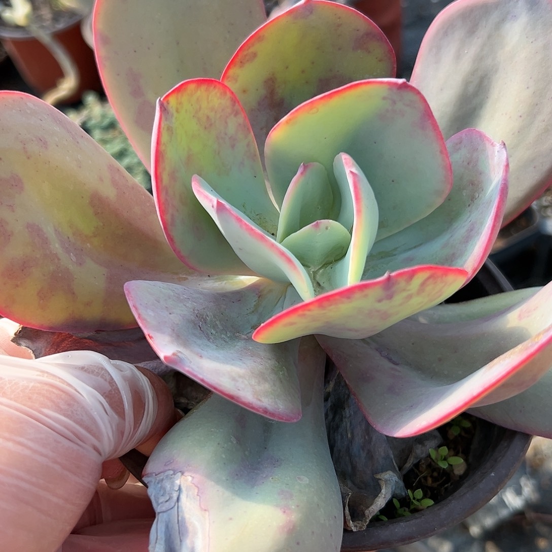 多肉植物布鲁克林蓝